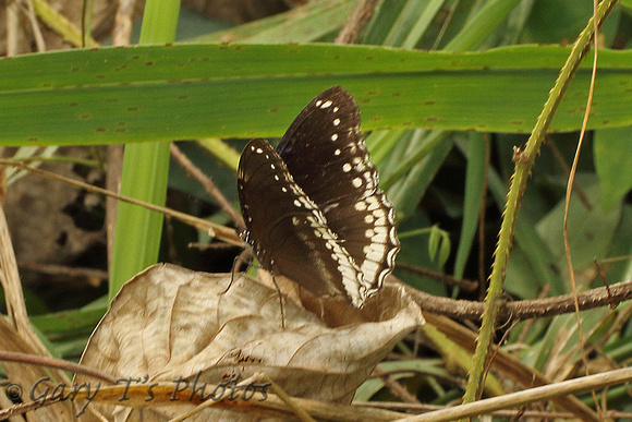 Great Egg-fly (Hypolimnas bolina ssp. jacintha - Male)