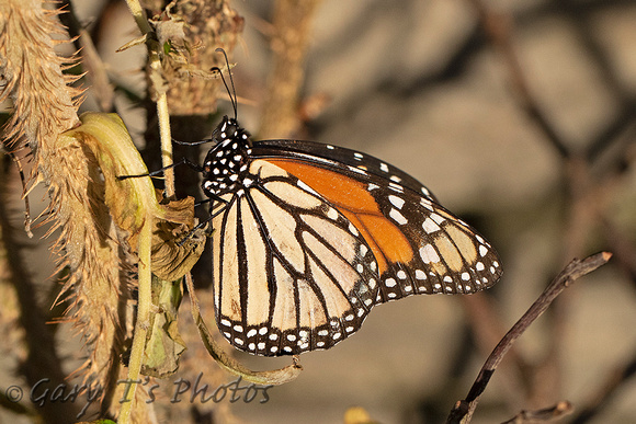 Monarch (Danaus plexippus - Male)