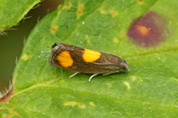 Pammene aurana (Orange-spot Piercer)