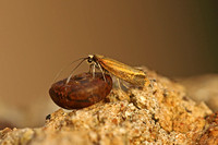 Roeslerstammia erxlebella (Copper Ermel)