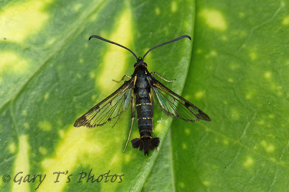 Currant Clearwing (Synanthedon tipuliformis - Male)