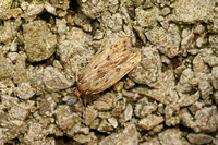 Hofmannophila pseudospretella (Brown House Moth)