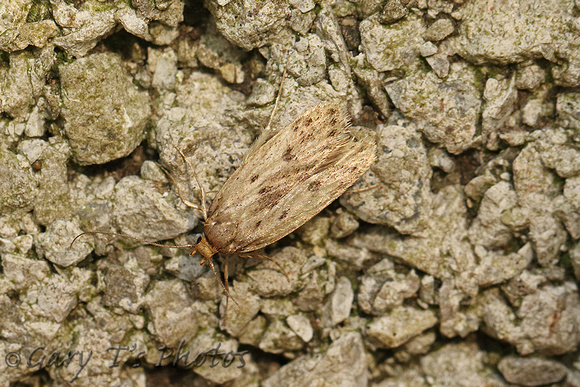 Hofmannophila pseudospretella (Brown House Moth)