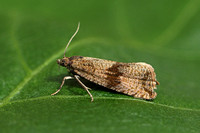 Celypha striana (Barred Marble)