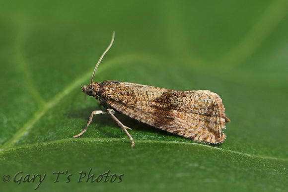 Celypha striana (Barred Marble)