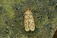 Hofmannophila pseudospretella (Brown House Moth)