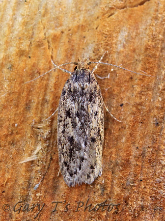 Hofmannophila pseudospretella (Brown House Moth)