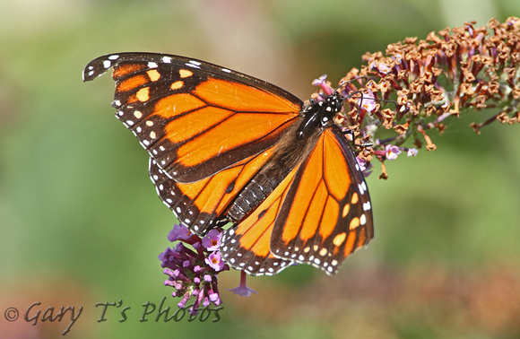 Monarch (Danaus plexippus - Male)