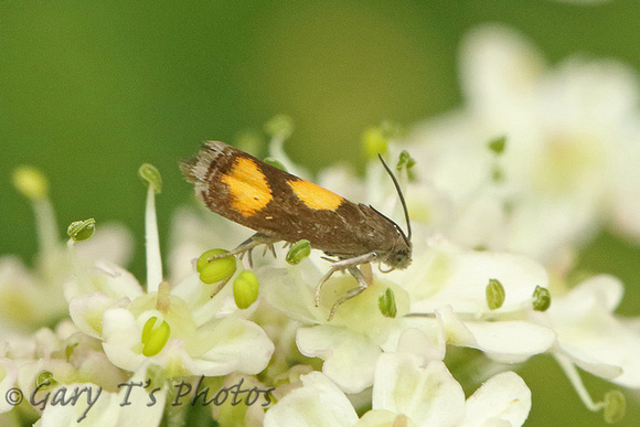 Pammene aurana (Orange-spot Piercer)