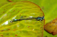 Common Bluetail (Ischnura senegalensis)