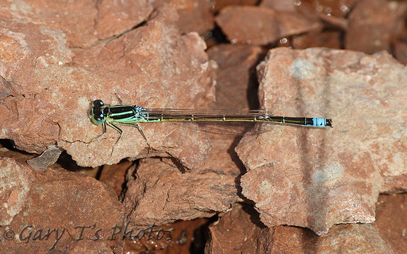 Scarce Blue-tailed Damselfly (Ischnura pumilio - Male)