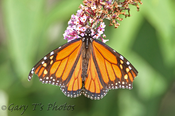 Monarch (Danaus plexippus - Male)