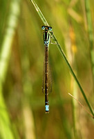 Scarce Blue-tailed Damselfly (Ischnura pumilio - Male)