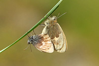 Small Heath (Coenonympha pamphilus - Pair)