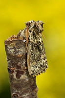 Frosted Green (Polyploca ridens)
