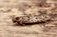 Hofmannophila pseudospretella (Brown House Moth)