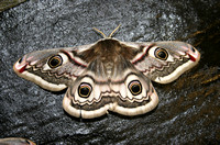 Emperor Moth (Saturnia pavonia - Female)