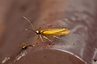 Roeslerstammia erxlebella (Copper Ermel)