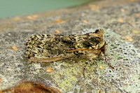 Frosted Green (Polyploca ridens)