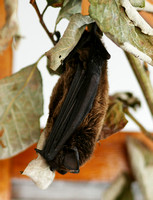Leisler's Bat (Nyctalus leisleri)
