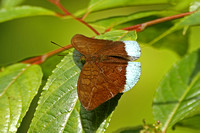 Common Earl (Tanaecia julii)