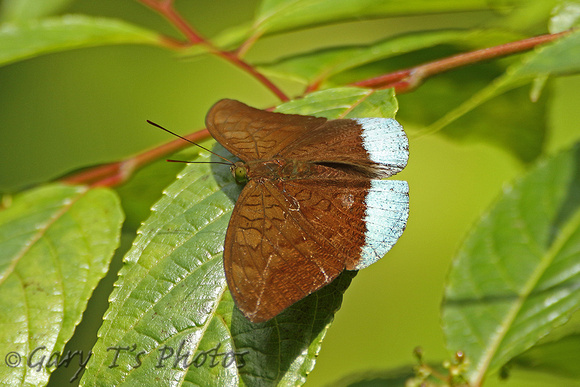 Common Earl (Tanaecia julii)