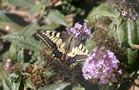 Continental Swallowtail (Papilla machaon ssp. gorganus)