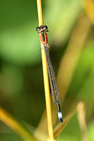 Blue-tailed Damselfly (Ischnura elegans - Female (Rufescens form)