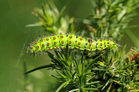 Emperor Moth (Saturnia pavonia - Caterpillar)