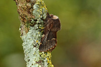 December Moth (Poecilocampa populi))