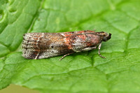 Acrobasis suavella (Thicket Knot-horn)