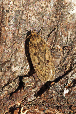 Hofmannophila pseudospretella (Brown House Moth)