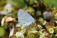Holly Blue (Celastrina argiolus - Female)