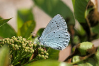 Holly Blue (Celastrina argiolus - Male)