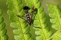 Currant Clearwing (Male)