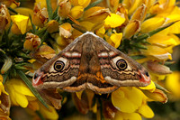 Emperor Moth (Saturnia pavonia - Male)