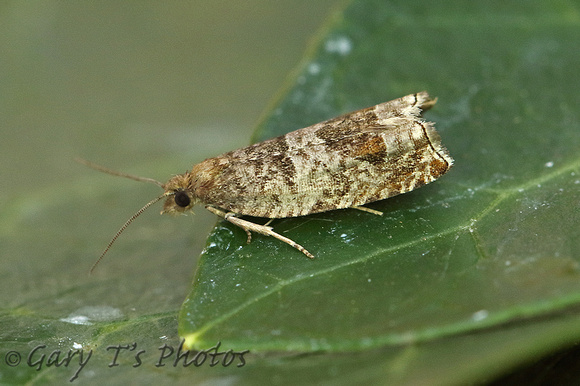 Ancylis achatana (Triangle-marked Roller)