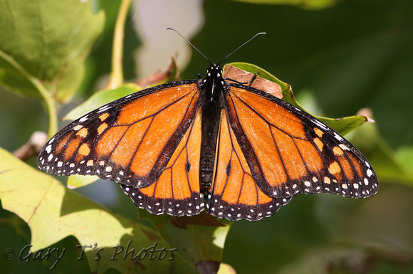 Monarch (Danaus plexippus - Male)