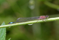 Blue-tailed Damselfly (Ischnura elegans - Female (Rufescens form)