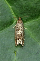 Ancylis achatana (Triangle-marked Roller)