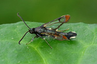 Red-tipped Clearwing (Synanthedon formicaeformis - Male)