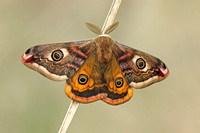 Emperor Moth (Saturnia pavonia - Male)