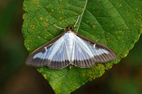 Cydalima perspectalis (Box Tree Moth)