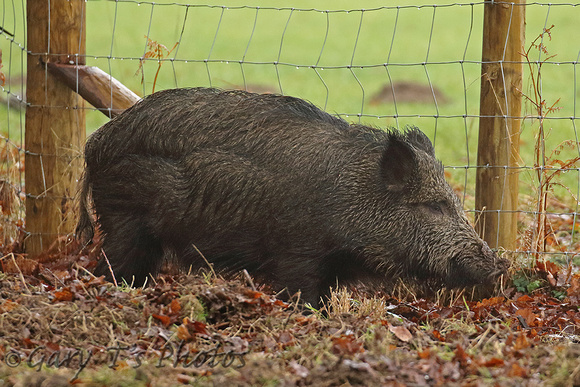 Wild Boar (Sus scrofa - Sow)