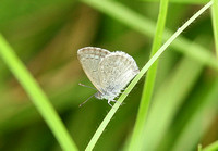 New Zealand Common Grass Blue (Zizina otis labradus)