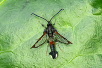 Red-tipped Clearwing (Synanthedon formicaeformis - Male)