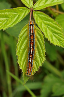 Lackey (Malacosoma neustria - Caterpillar)