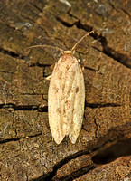 Hofmannophila pseudospretella (Brown House Moth)