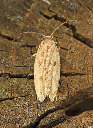 Hofmannophila pseudospretella (Brown House Moth)