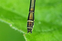 Red-eyed Damselfly (Erythromma viridulum - Female Immature)